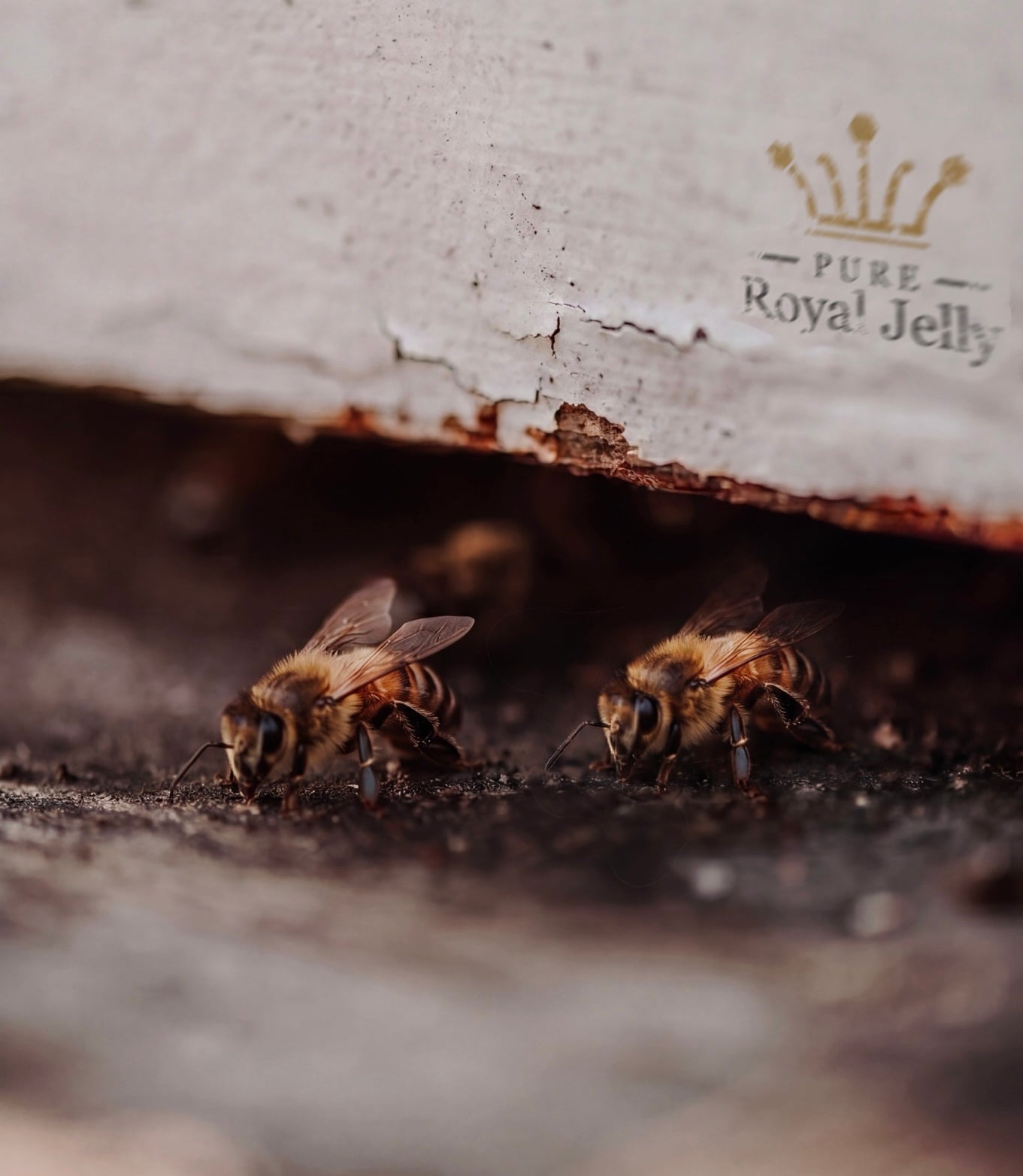 Pure royal jelly bees